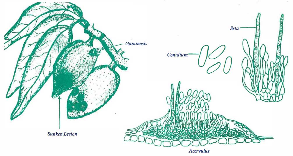 Anthracnose, Colletotrichum acutatum and Colletotrichum gloeosporioides