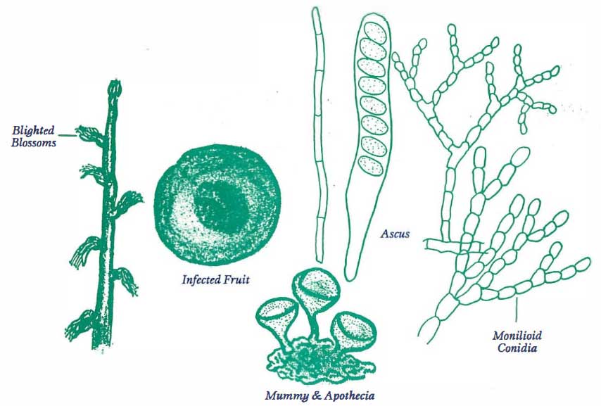 Brown Rot, Monilinia fructicola and Monilinia laxa