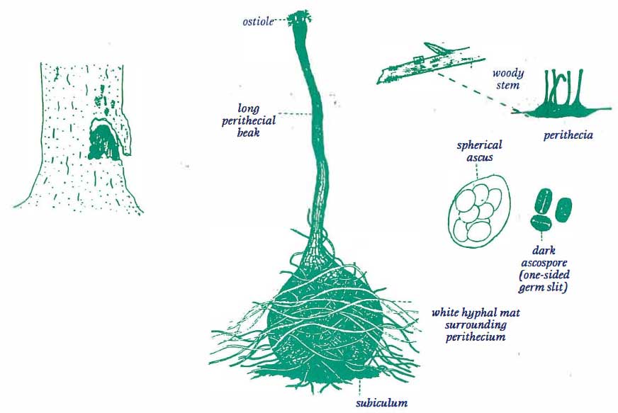 Ceratocystis Canker, Ceratocystis fimbriata