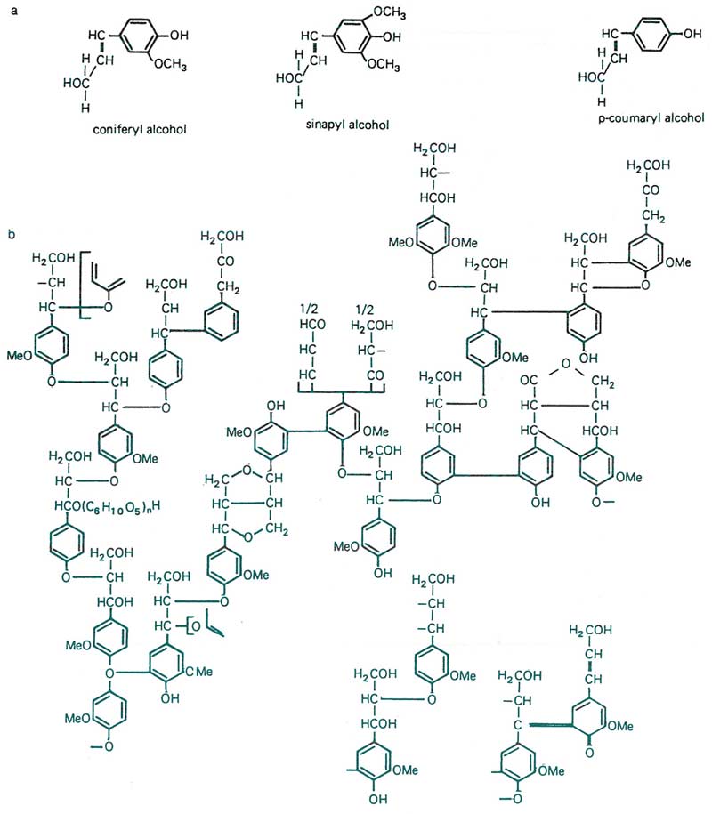 Figure 13: Lignin molecule structure