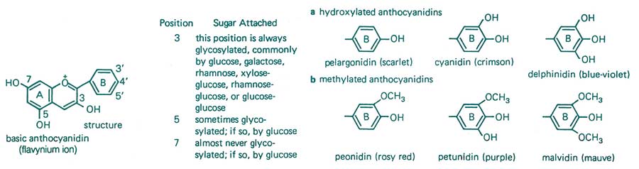 Figure 14: Flavanoid compounds