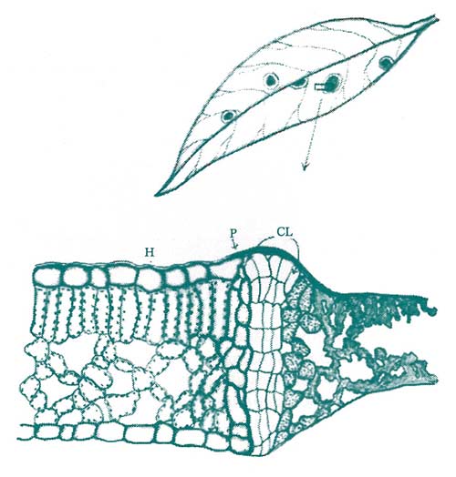 Figure 2: Cork layer formation
