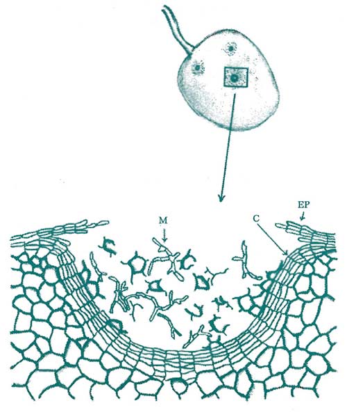 Figure 3: Fruit tissue cork layer formation