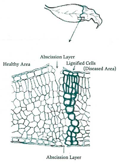 Figure 4: Abscission layer