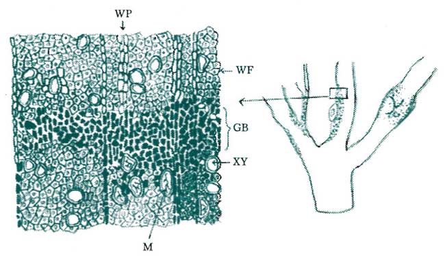 Figure 5: Gum production and lignification
