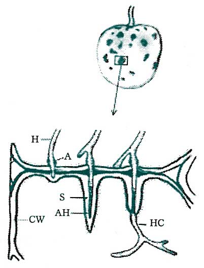 Figure 6: Adjusted tissue formation