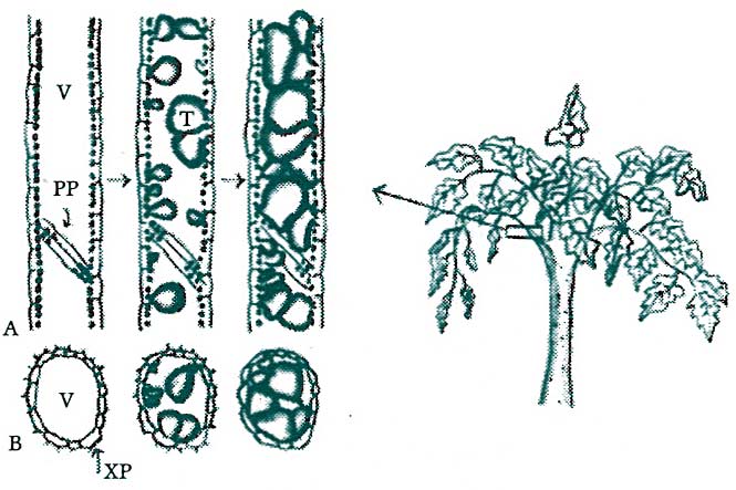 Figure 7: Tylose formation