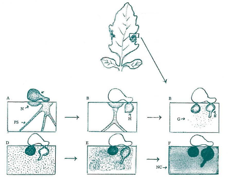 Figure 8: Walling off pathogens via self destruction