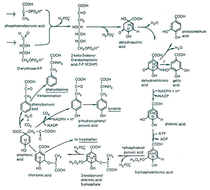 Figure 9: Compound of resistance and secondary metabolite production