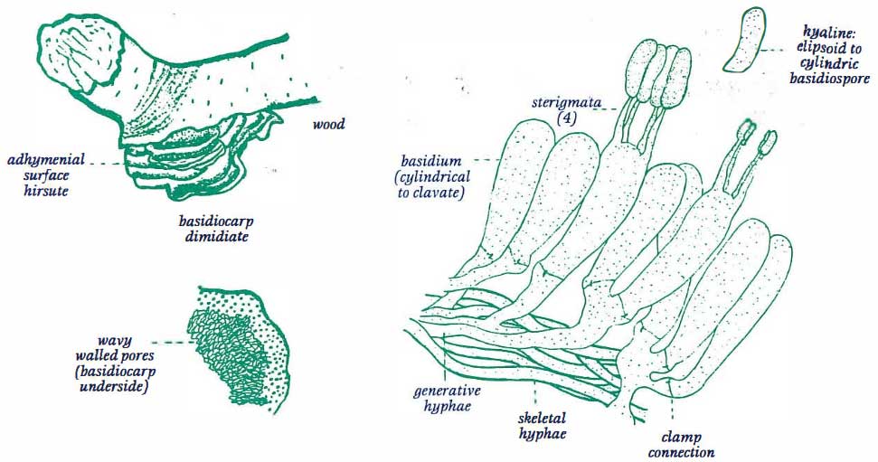 Heart Rot or Wood Rot, Antrodia albida