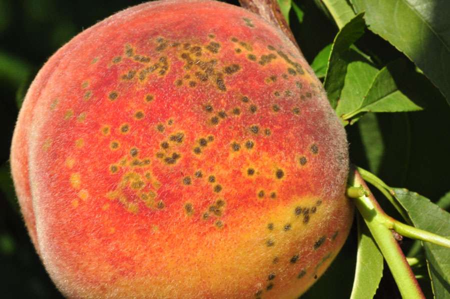 Peach Scab caused by Cladosporium carpophilum