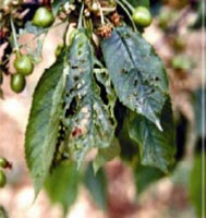 necrotic virus prunus ringspot prune dwarf symptoms pdv rings spp leaves spots mottle chlorotic include pattern line disease plant