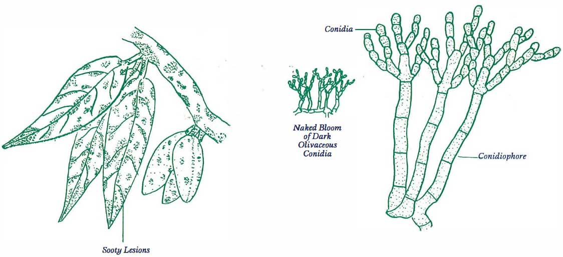 Scab, Cladosporium carpophilum