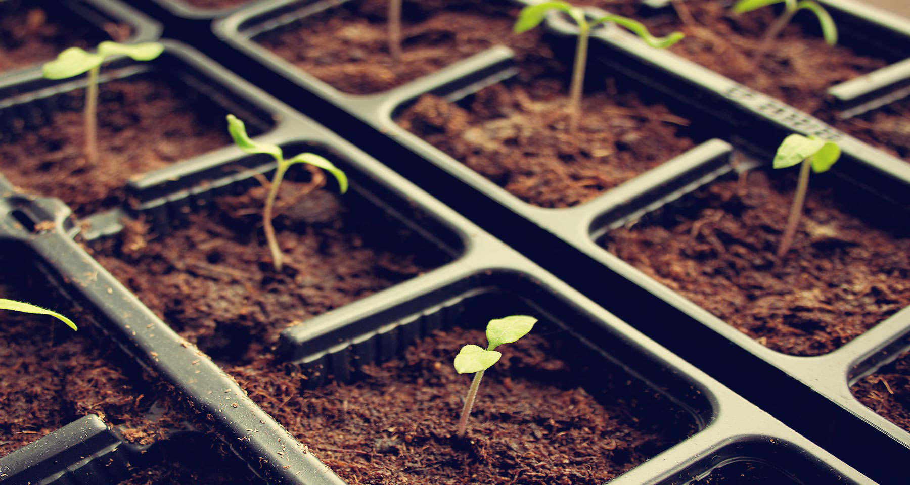 Seed Health and Seed Quality Testing SunBurst Agri Biotech Solutions LLC