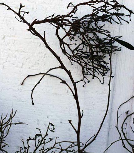 Example of Witch's Broom